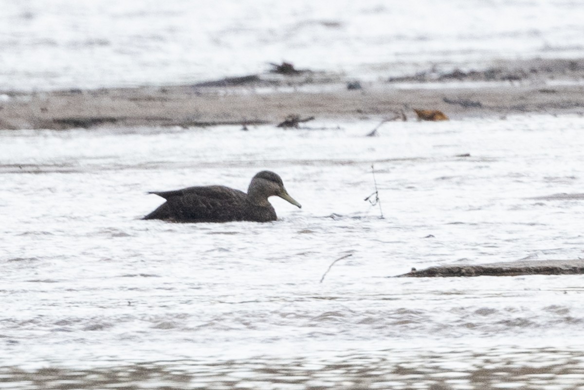 American Black Duck - ML613111950