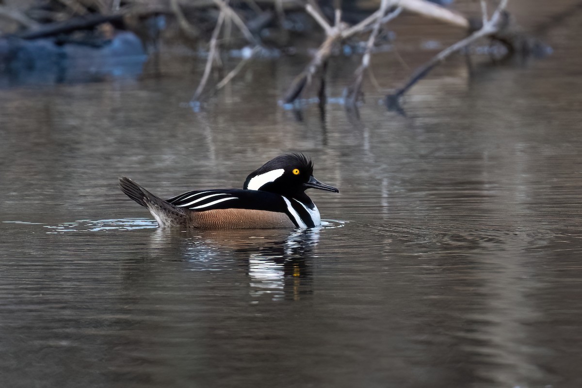 Hooded Merganser - ML613111954