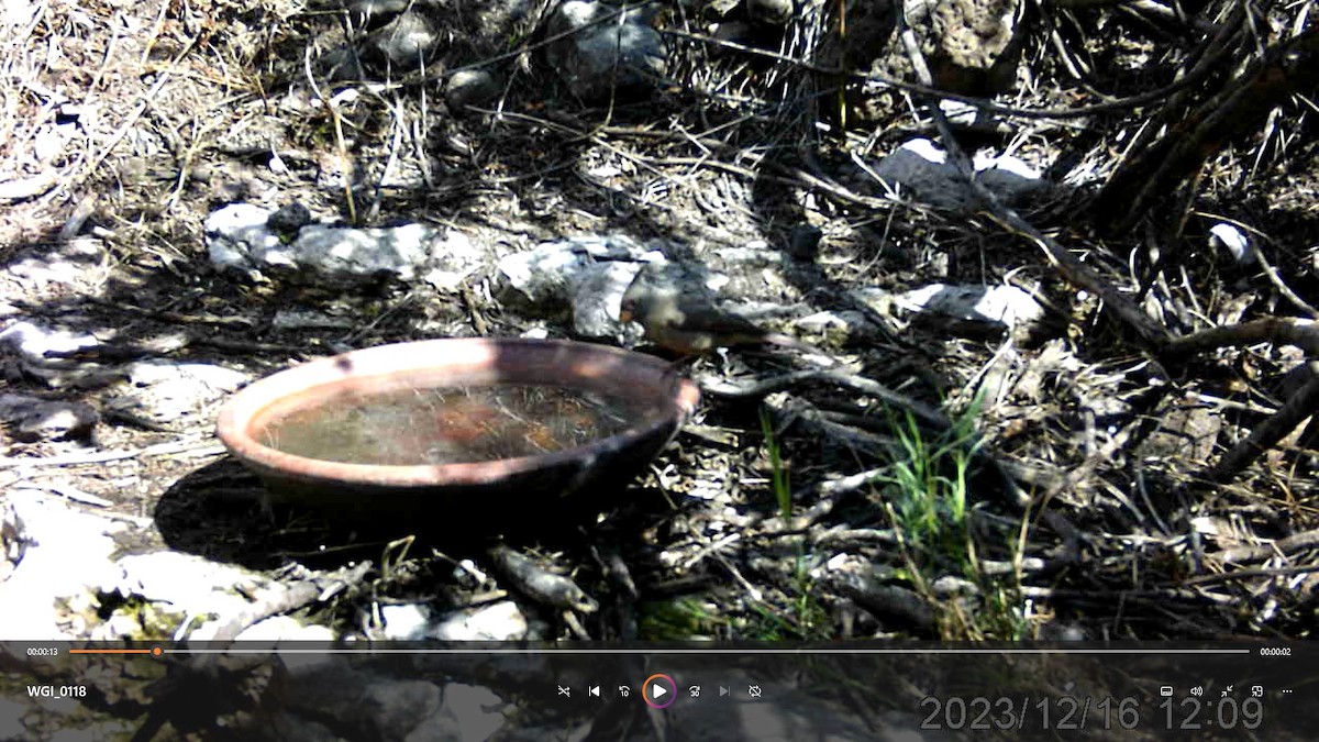 Pyrrhuloxia - ML613111974