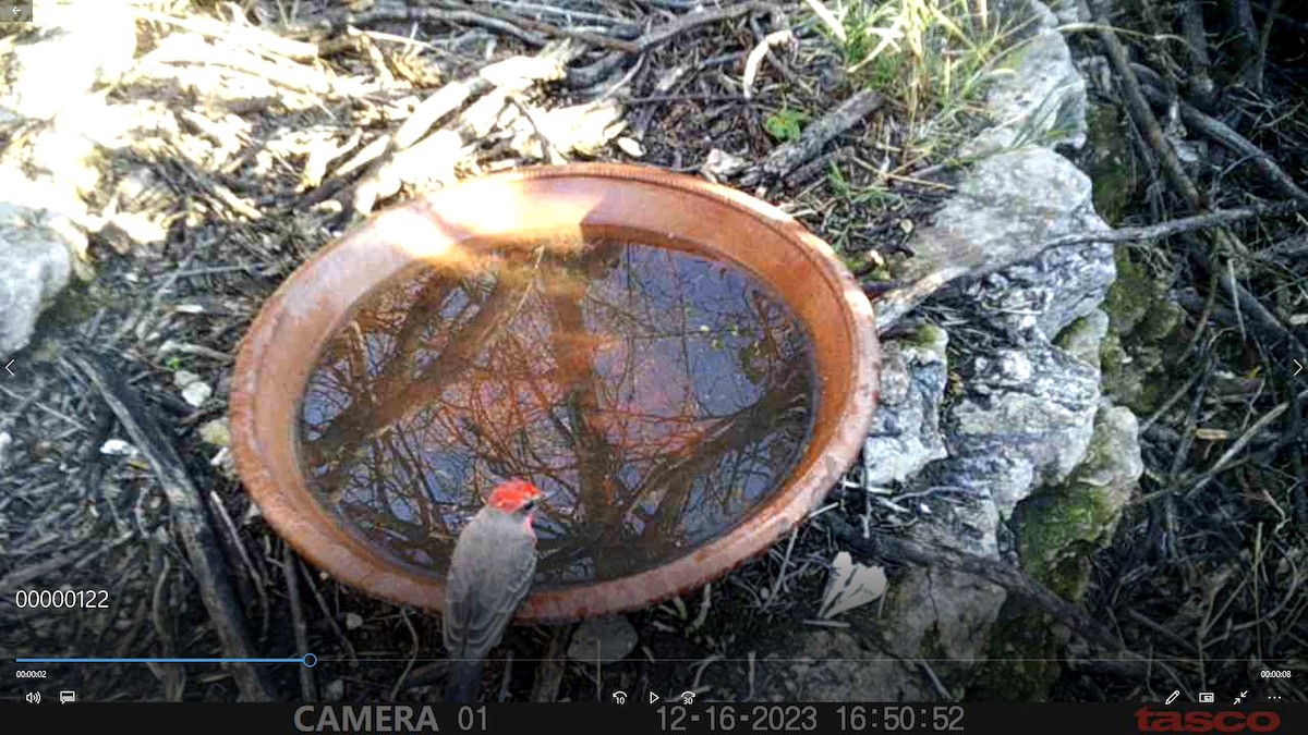 Vermilion Flycatcher - ML613112005