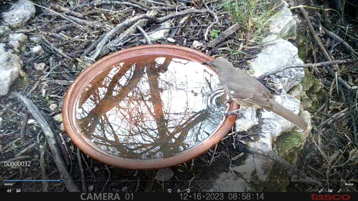 Curve-billed Thrasher - ML613112007