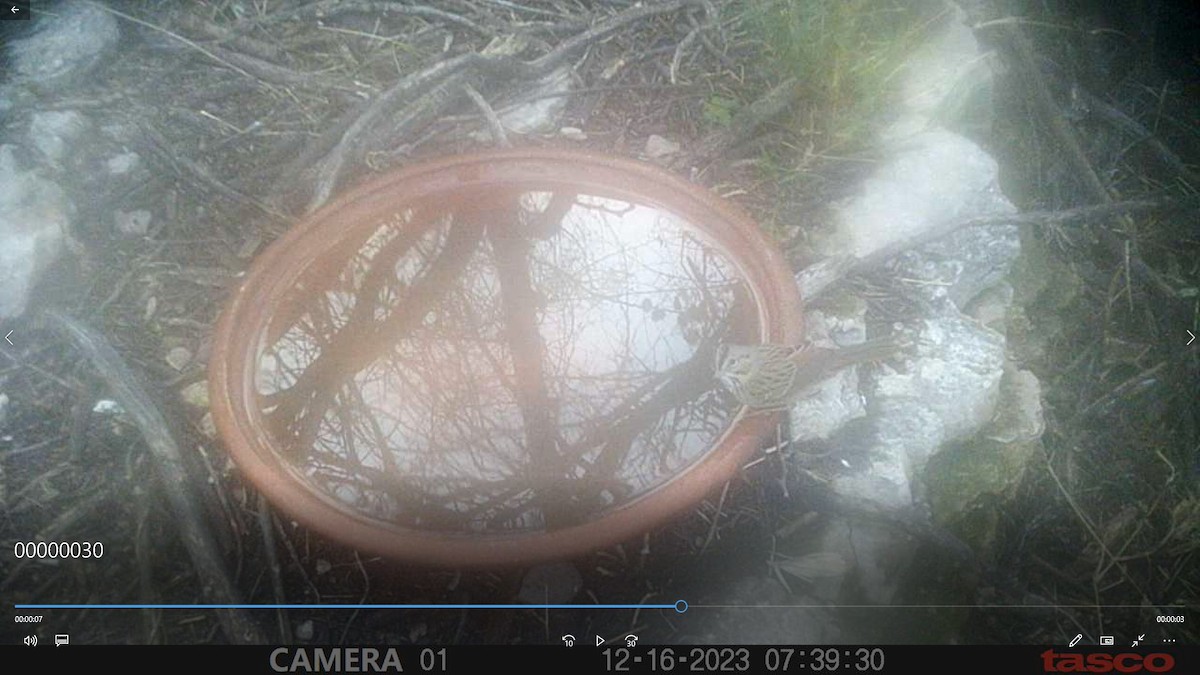 Lincoln's Sparrow - ML613112021