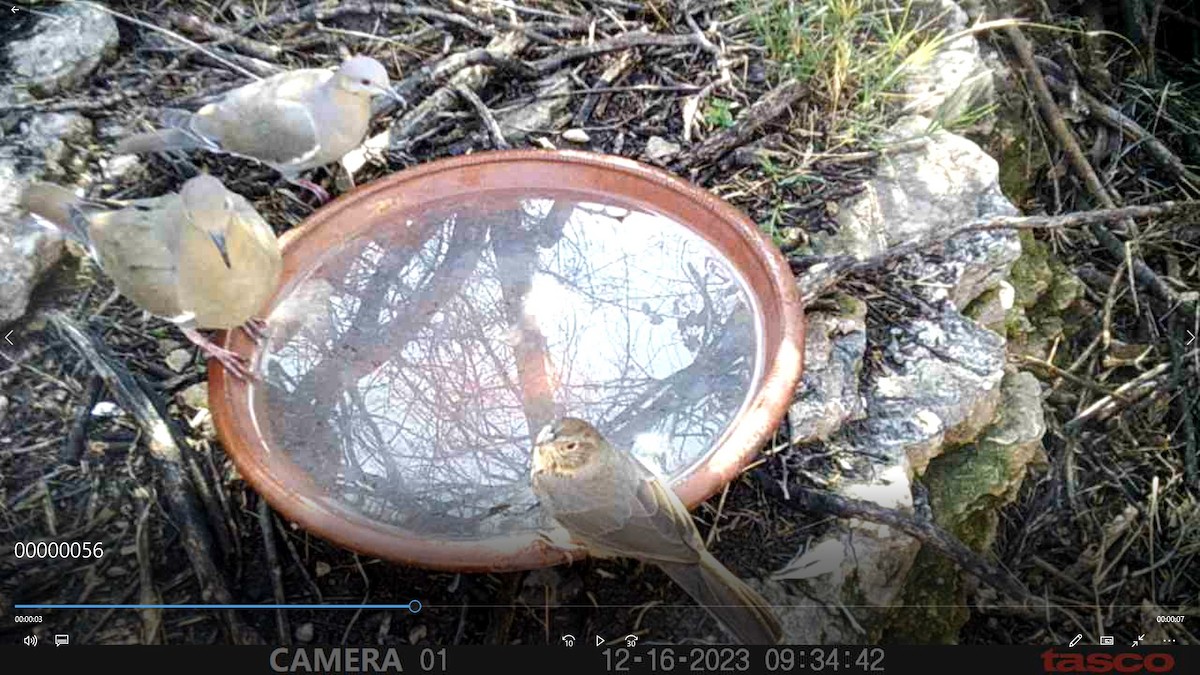 Canyon Towhee - ML613112025