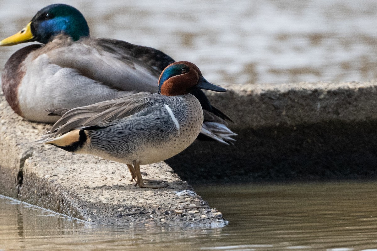 Green-winged Teal - ML613112070