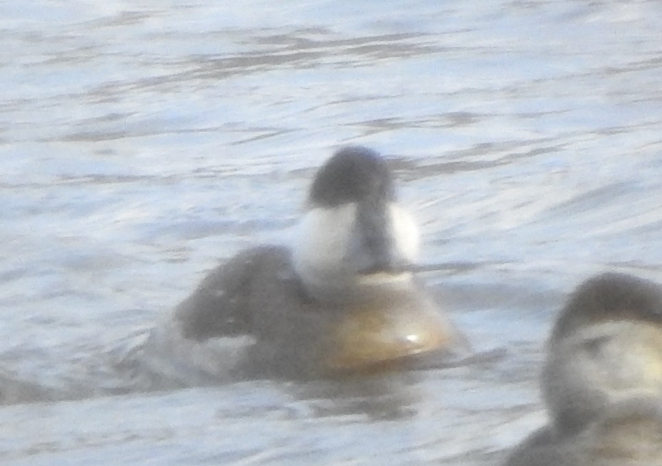 Ruddy Duck - ML613112203