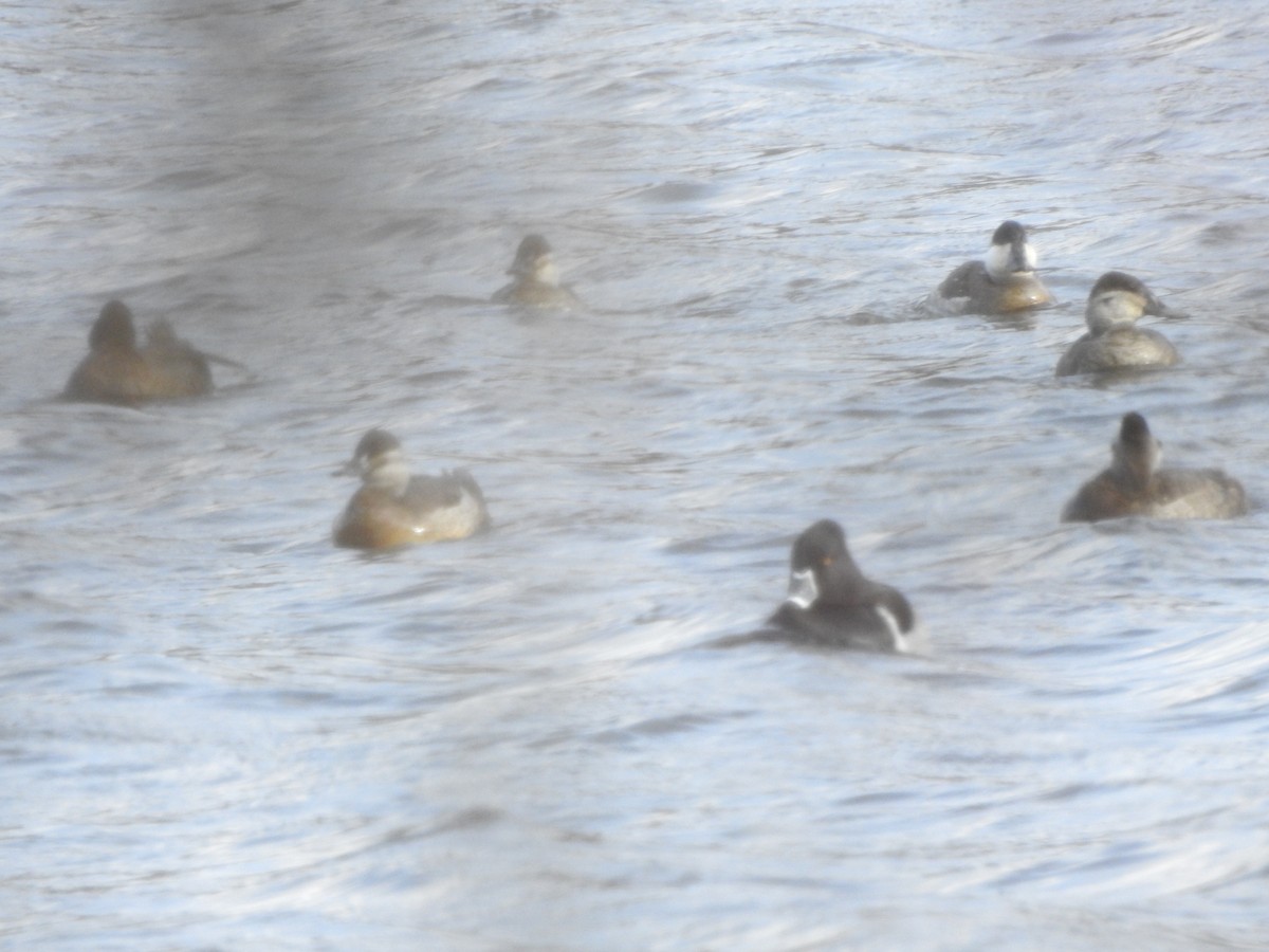 Ruddy Duck - ML613112211