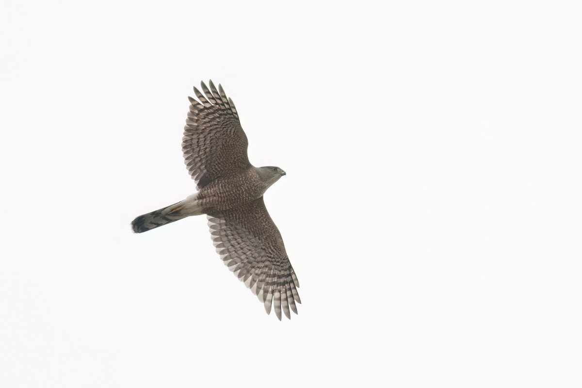 Cooper's Hawk - ML613112321