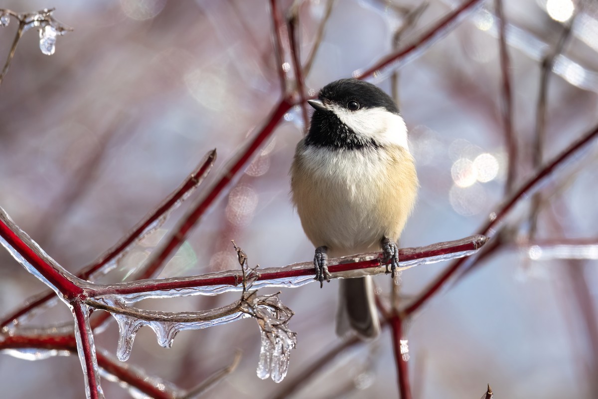 Black-capped Chickadee - ML613112402
