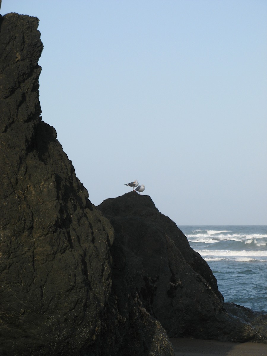 California Gull - ML61311241