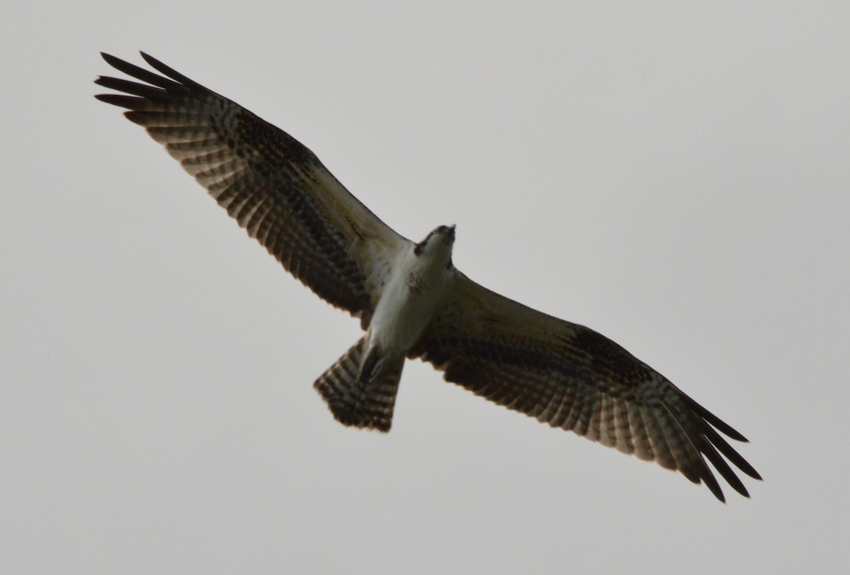 Osprey - ML613112457