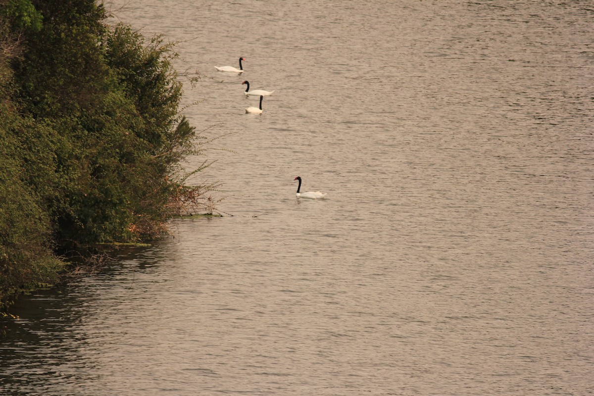 Black-necked Swan - Marcos Wei