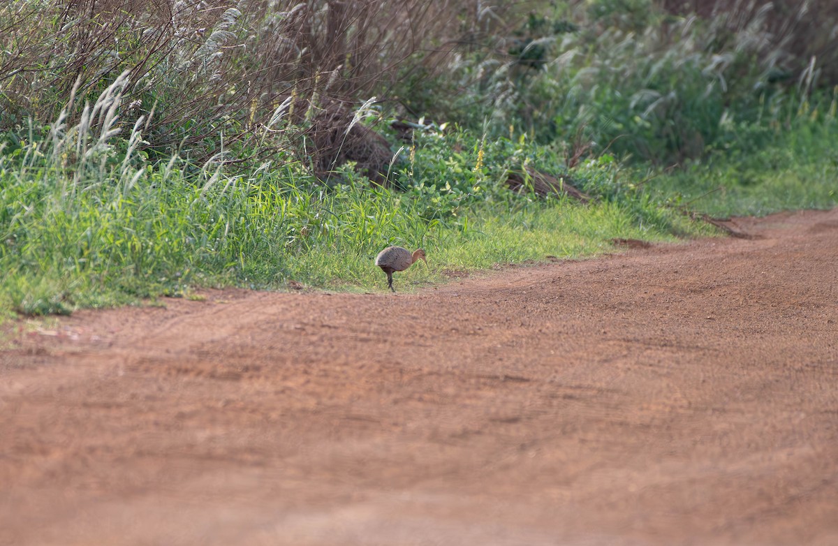 Red-winged Tinamou - ML613112581