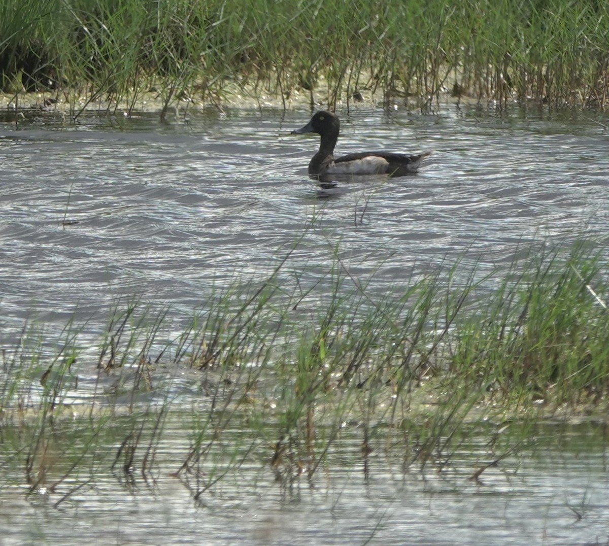 Tufted Duck - Martin Kennewell