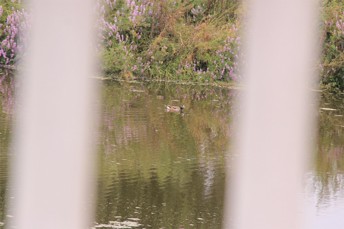 Canard de Chiloé - ML613112585