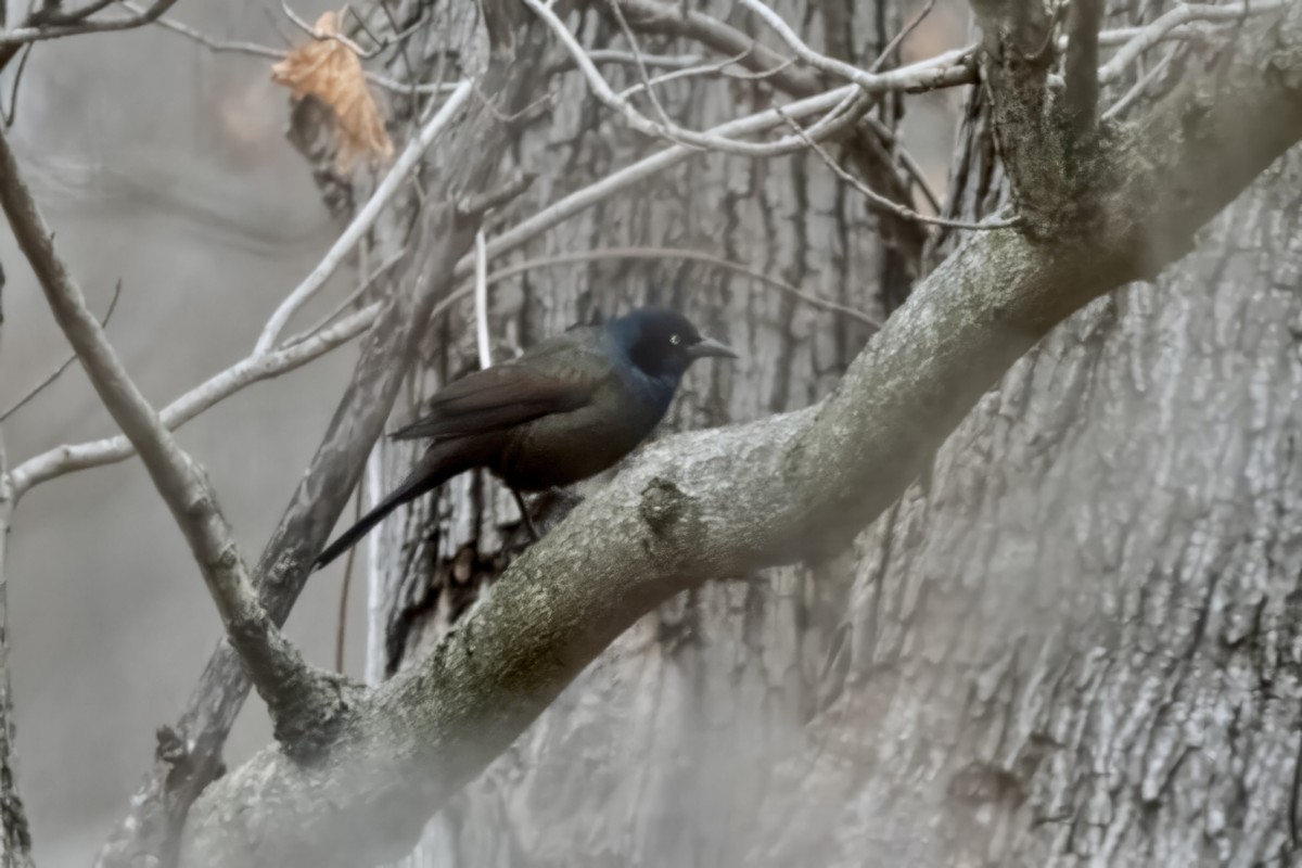 Common Grackle - ML613112593