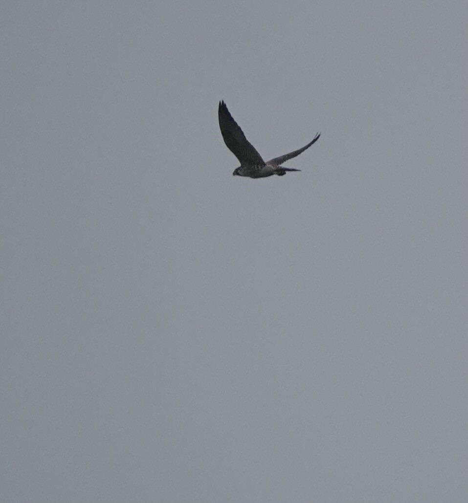 Peregrine Falcon - Martin Kennewell