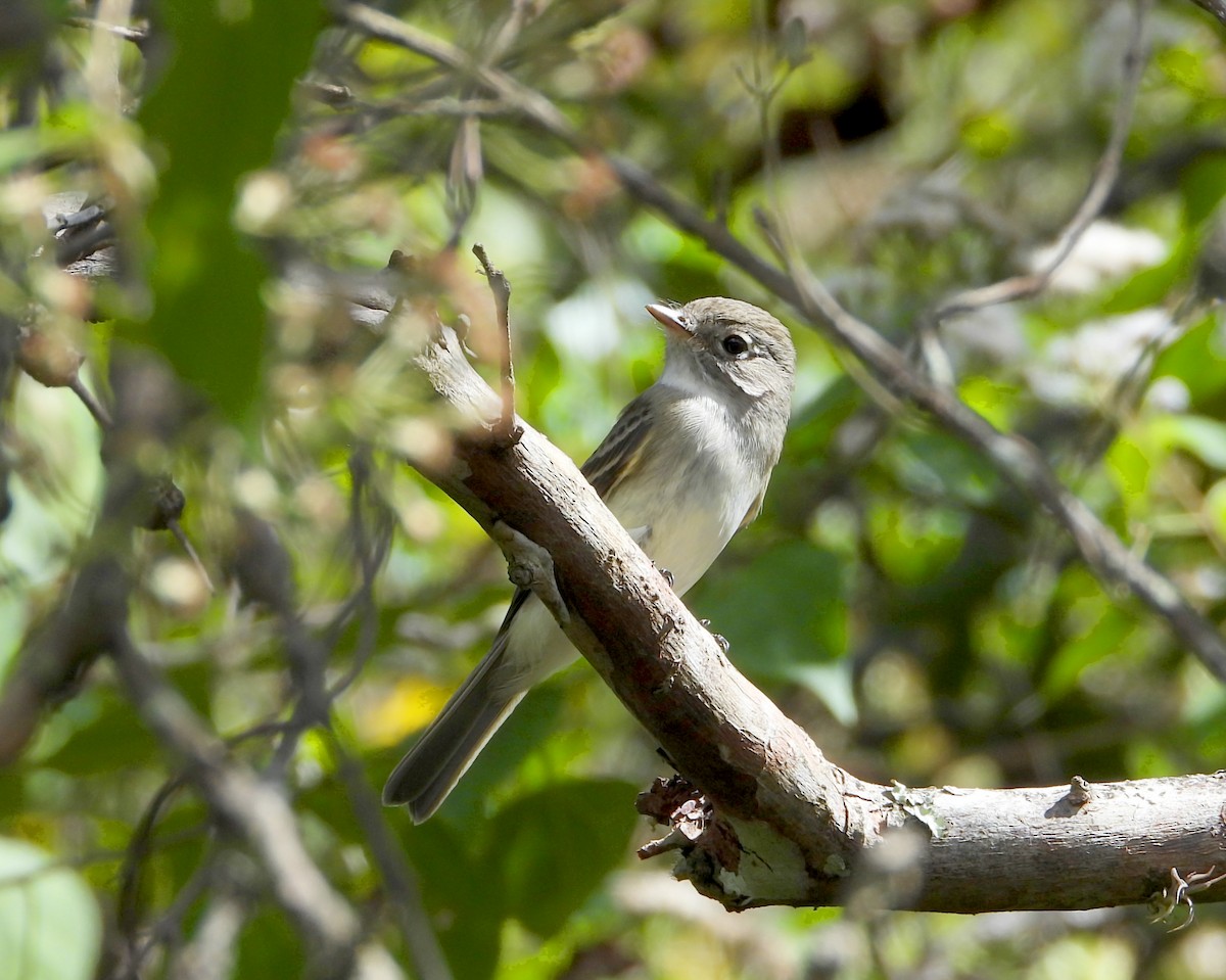 Least Flycatcher - Isaí López