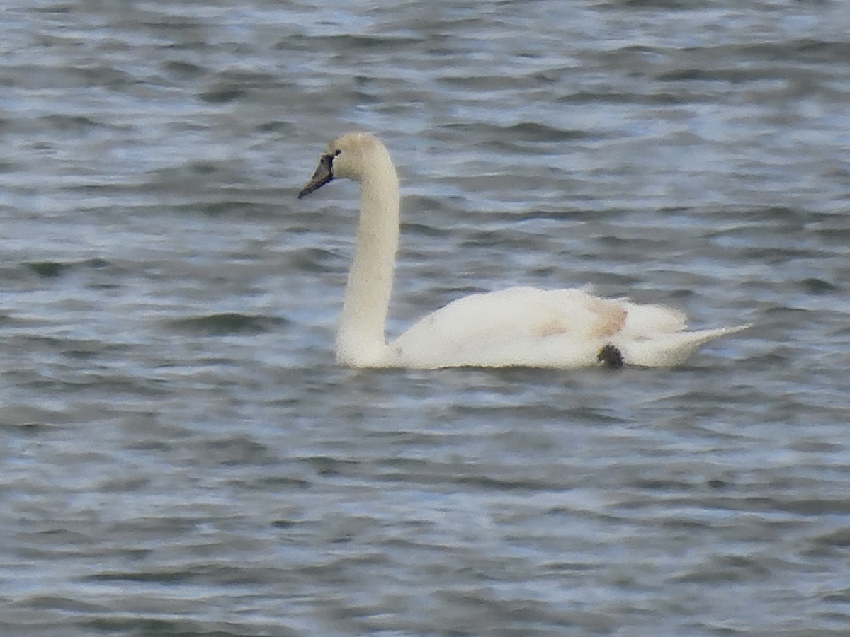 Cygne tuberculé - ML613112695