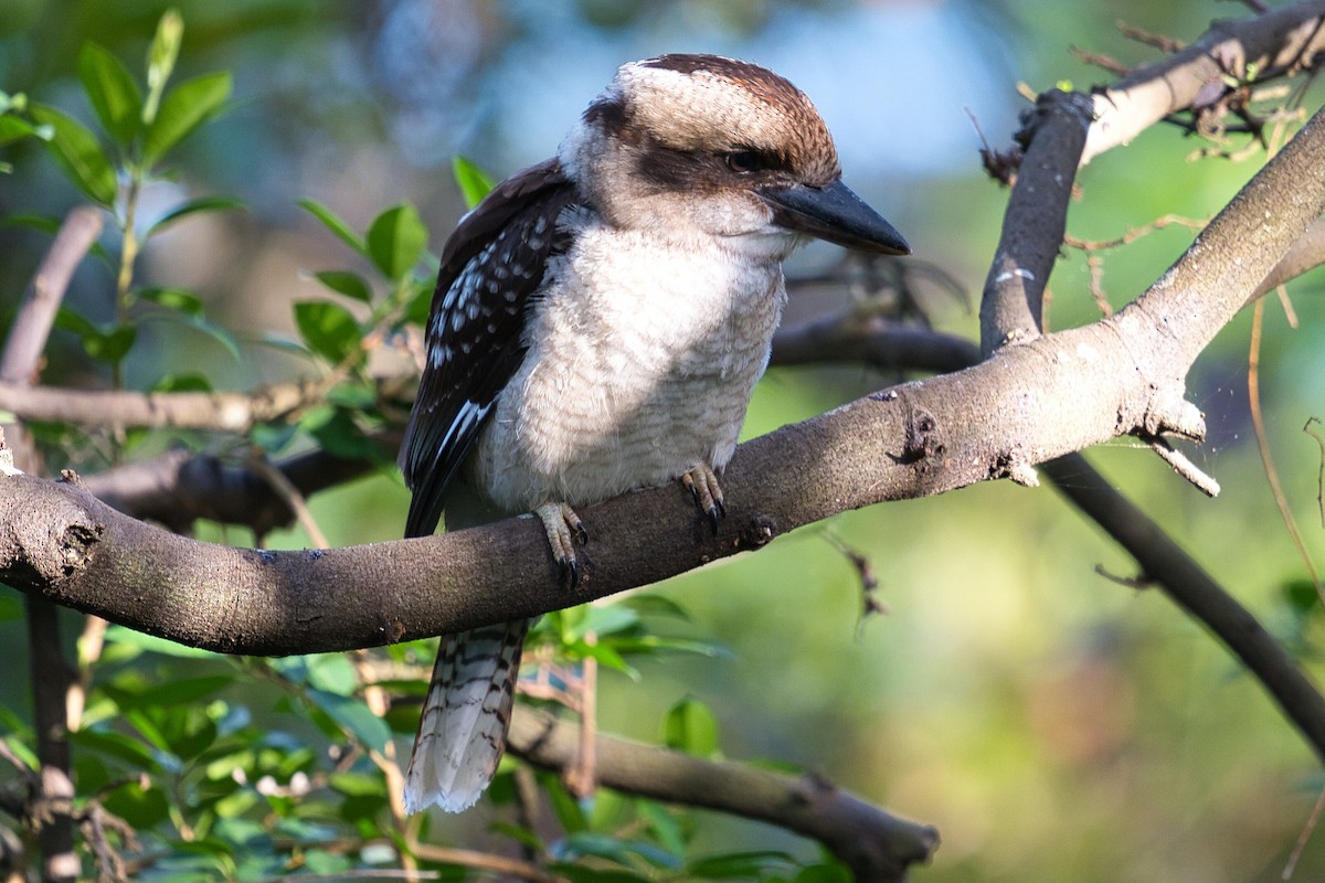 Laughing Kookaburra - ML613112707