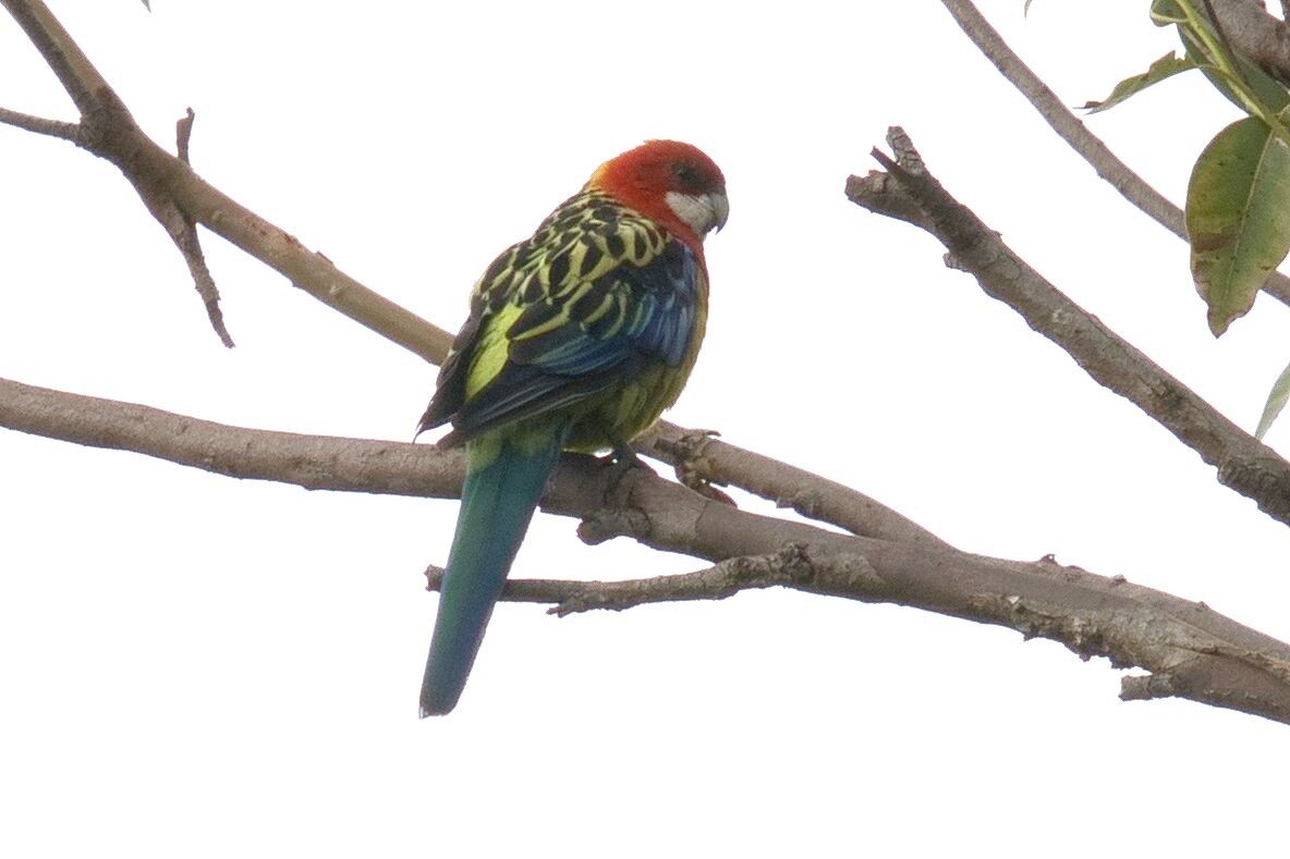 Eastern Rosella - ML613112714