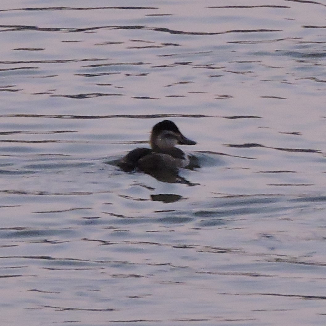 Ruddy Duck - ML613112862