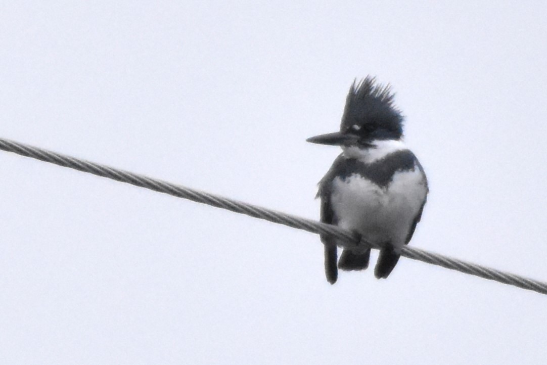 Belted Kingfisher - Alec Andrus