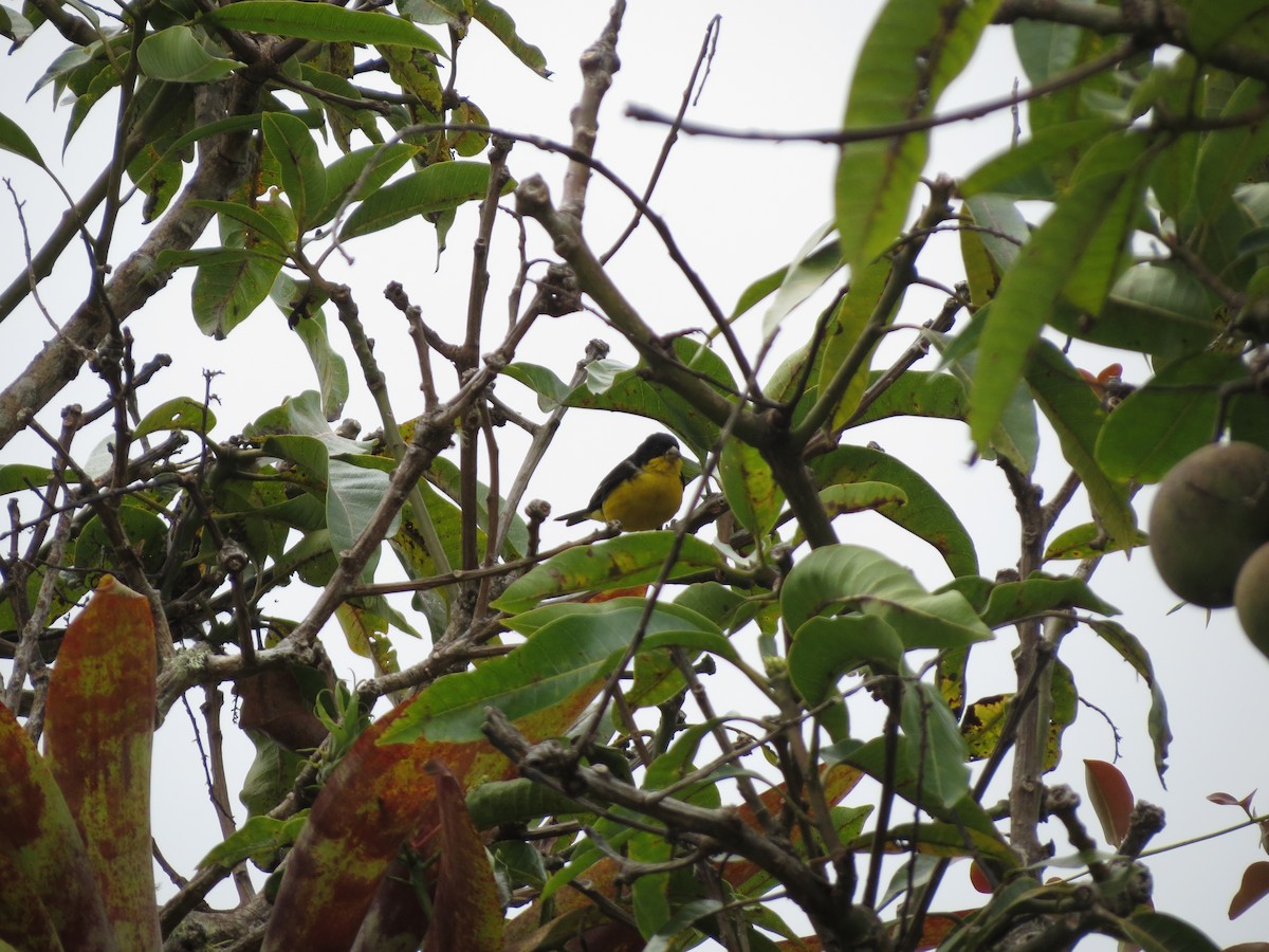 Lesser Goldfinch - ML613113093