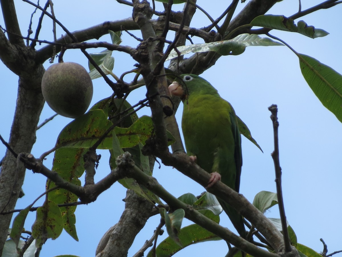 Orange-chinned Parakeet - ML613113153