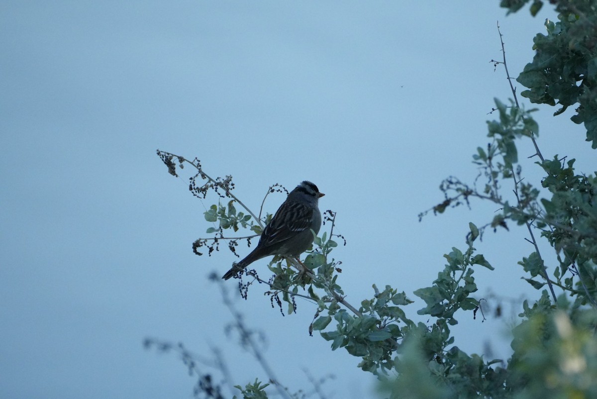 White-crowned Sparrow - ML613113647