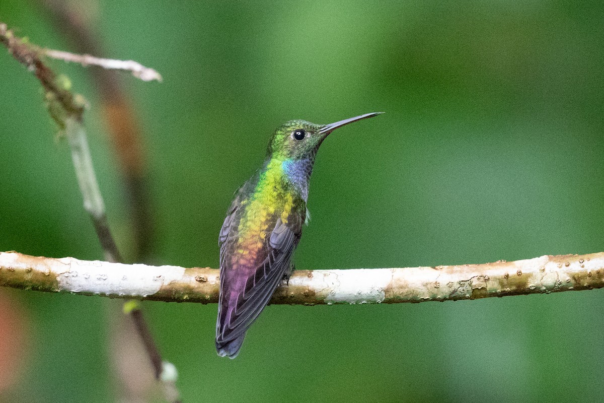 kolibřík modroprsý - ML613113653