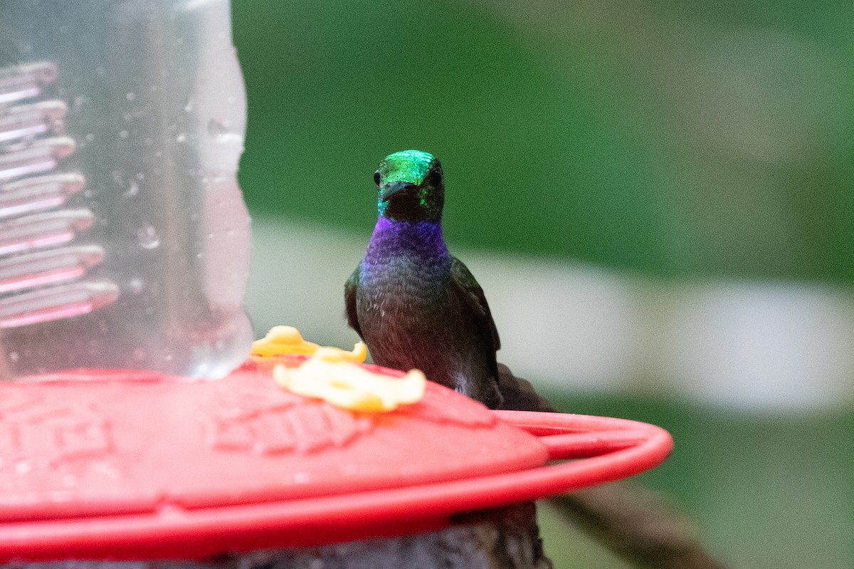 Blue-chested Hummingbird - ML613113654