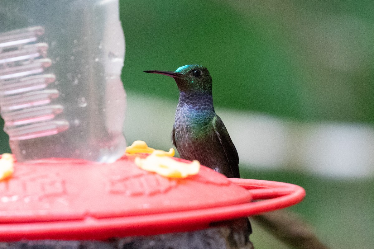 kolibřík modroprsý - ML613113655