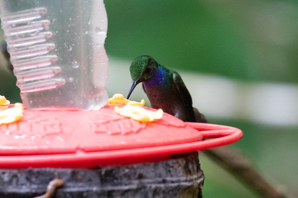 kolibřík modroprsý - ML613113656