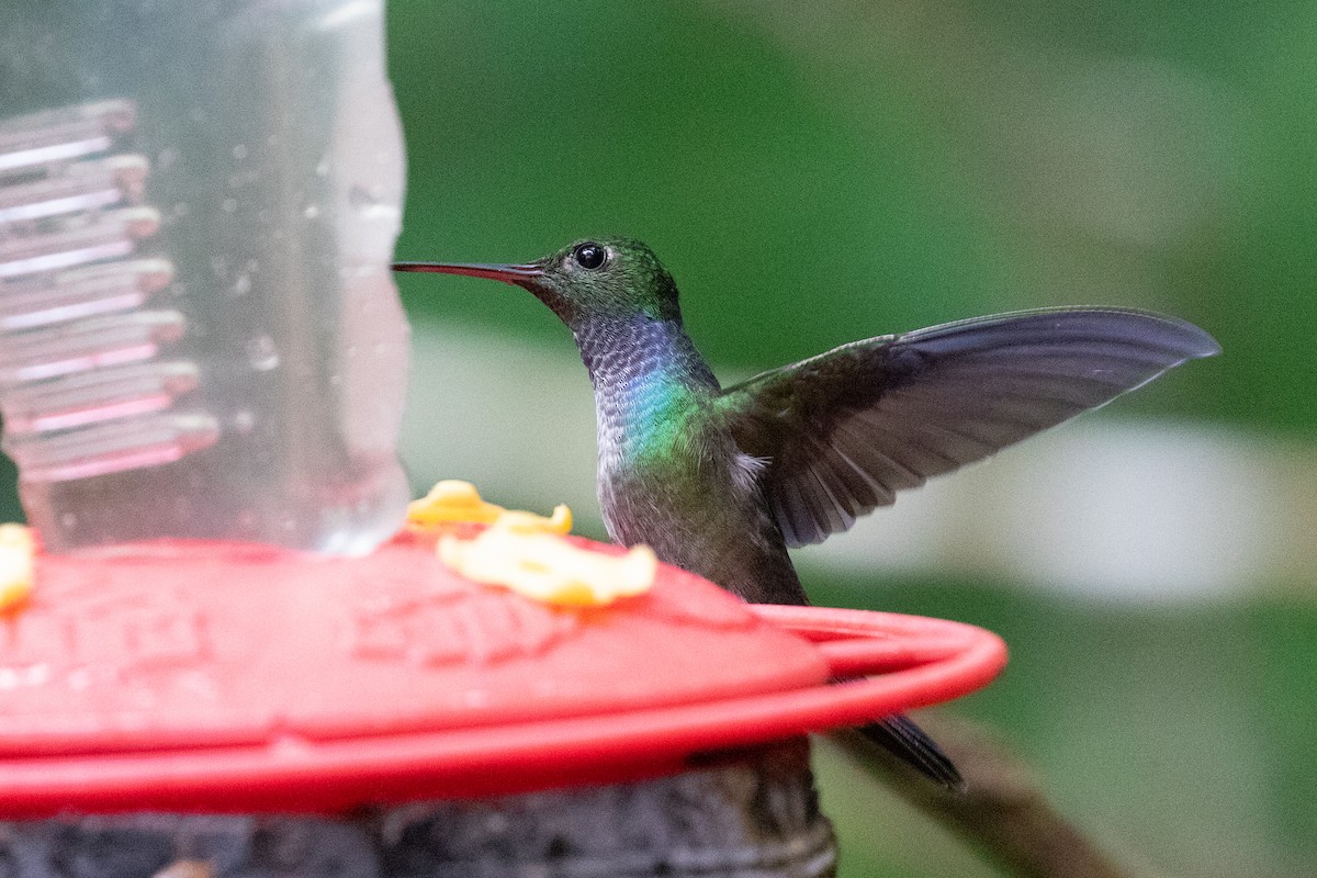 kolibřík modroprsý - ML613113657