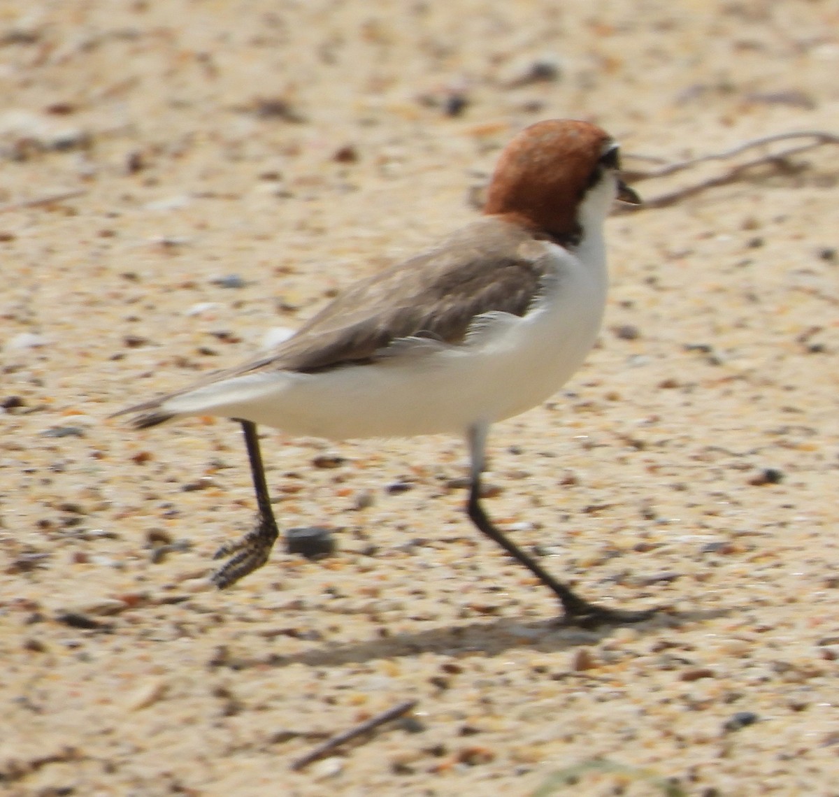 Red-capped Plover - ML613113687