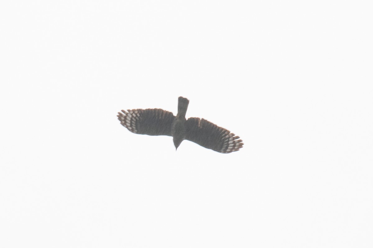 Hook-billed Kite (Hook-billed) - ML613113833