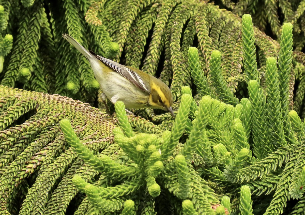 Townsend's Warbler - ML613113847