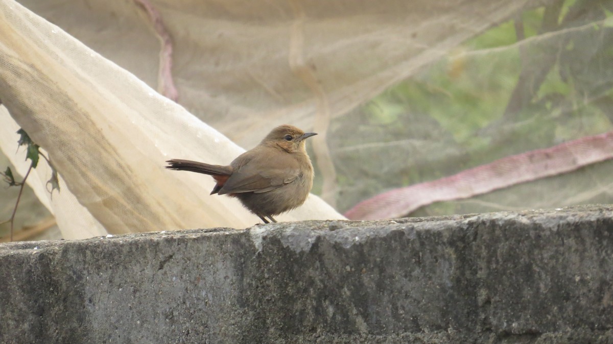 Indian Robin - ML613113951