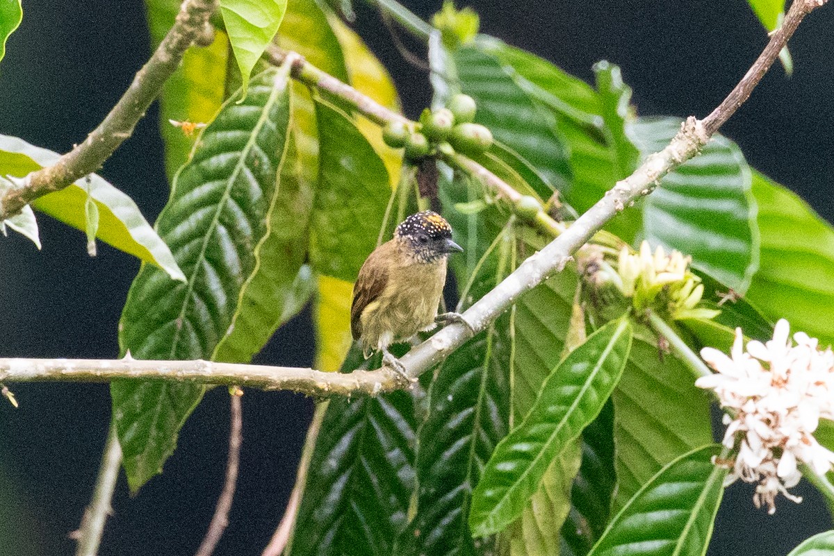 Olivaceous Piculet - ML613114074