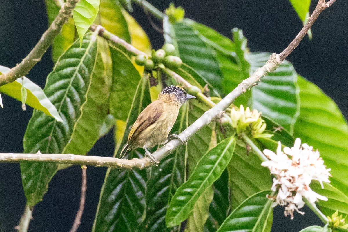 Olivaceous Piculet - ML613114075