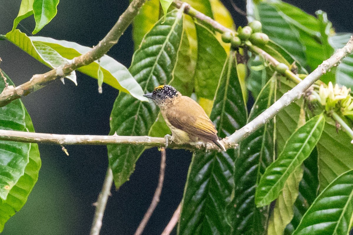 Olivaceous Piculet - Xiaoni Xu