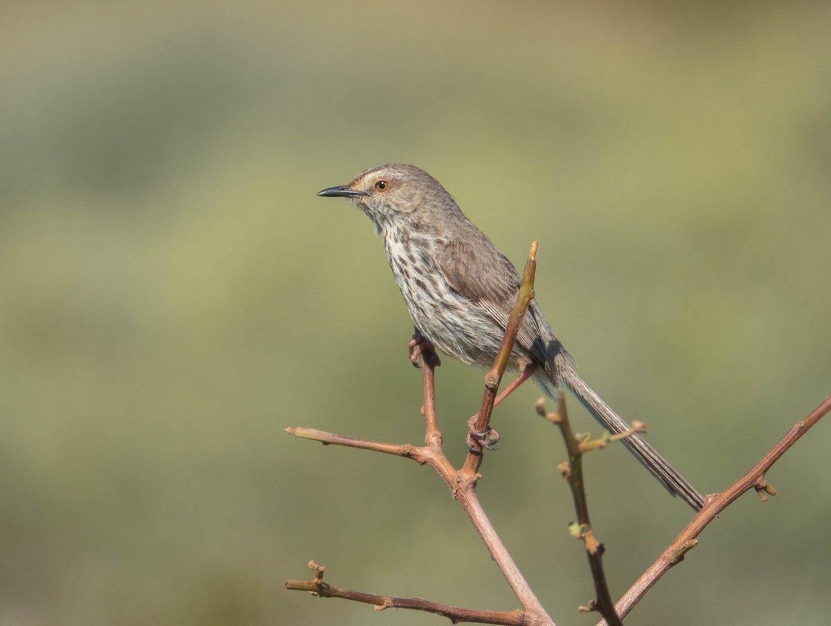 Karoo Prinia - Rhys Gwilliam