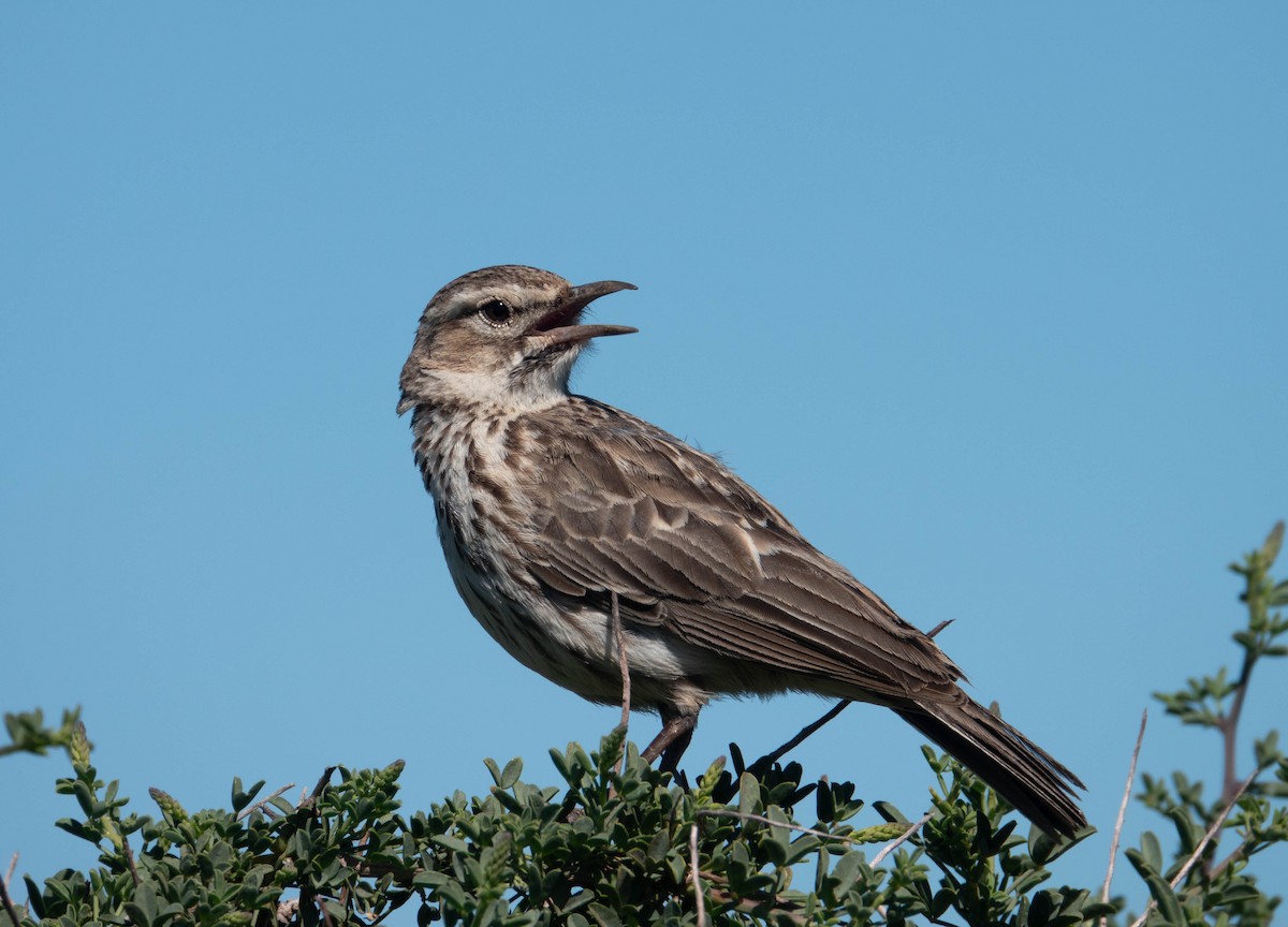 Karoo Lark - Rhys Gwilliam