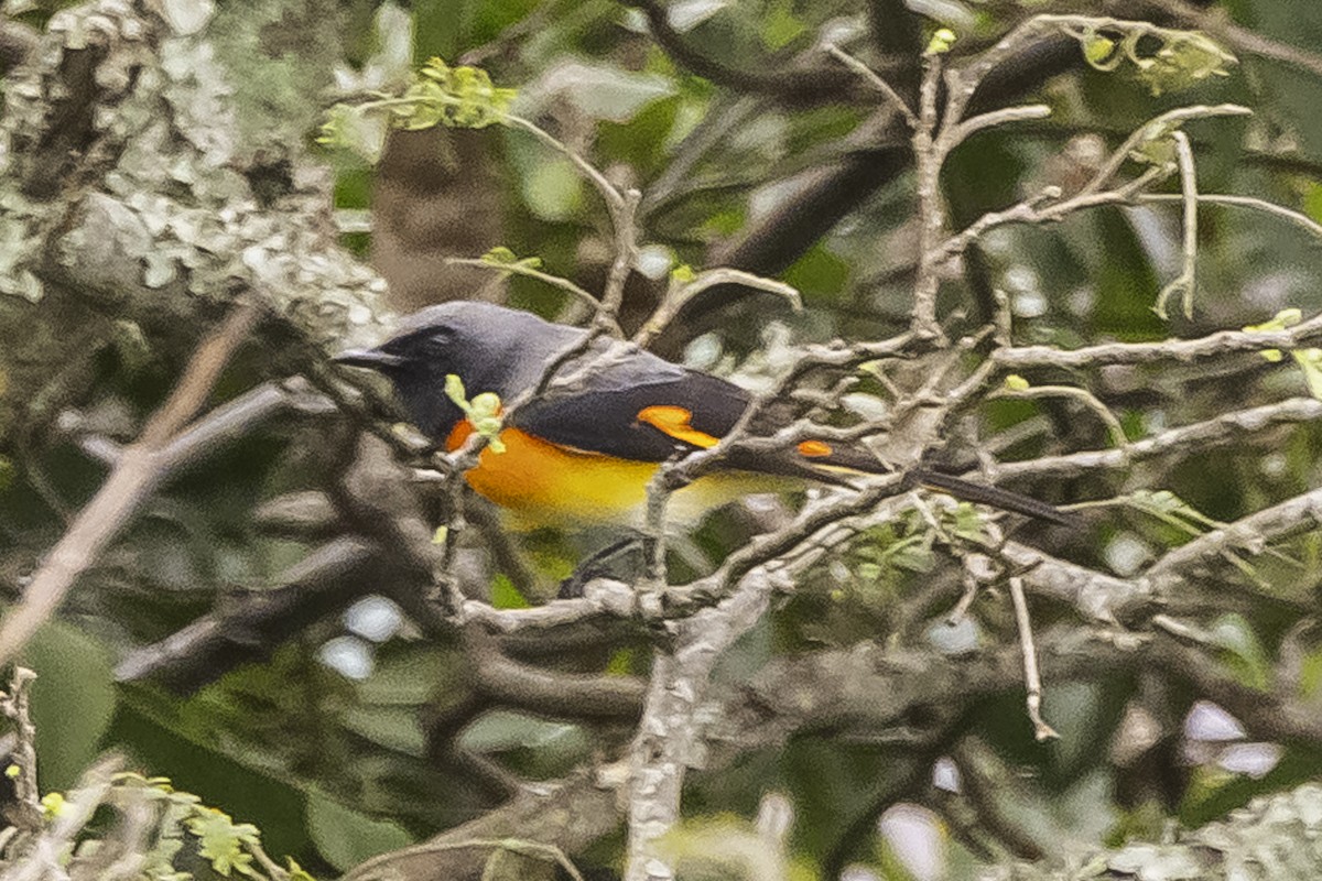 Small Minivet - David Bishop