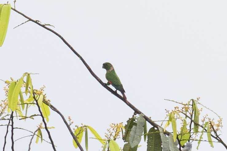 Maroon-tailed Parakeet (Choco) - Xiaoni Xu