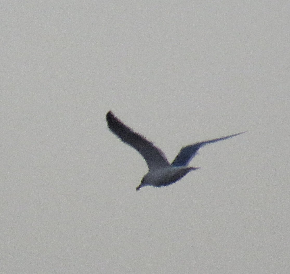 Lesser Black-backed Gull (taimyrensis) - ML613114155