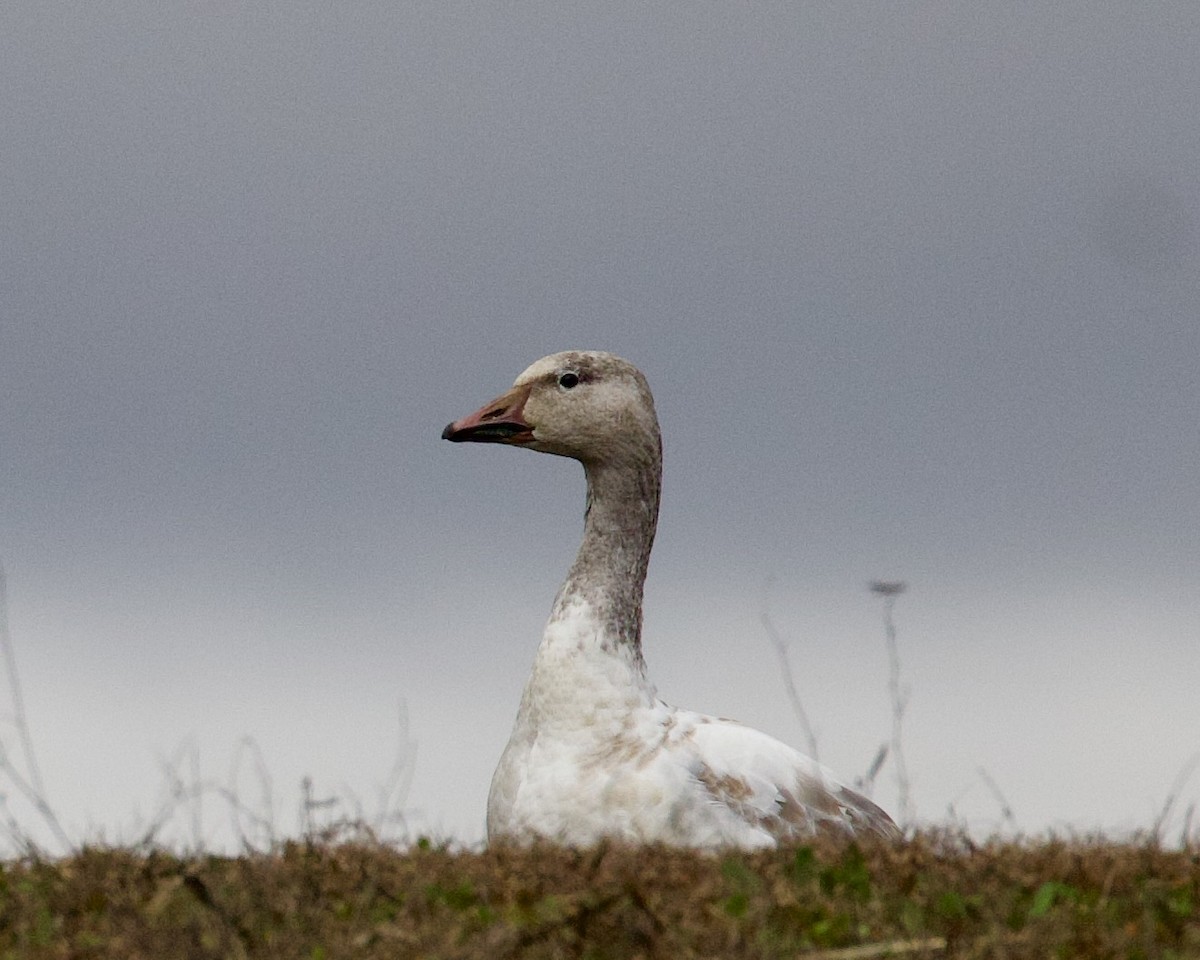 Snow Goose - Dave Bengston