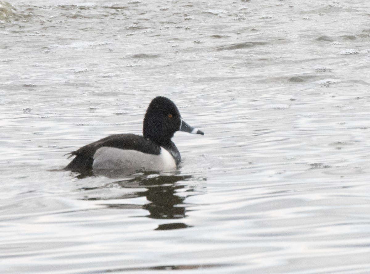 Ring-necked Duck - Esther Sumner