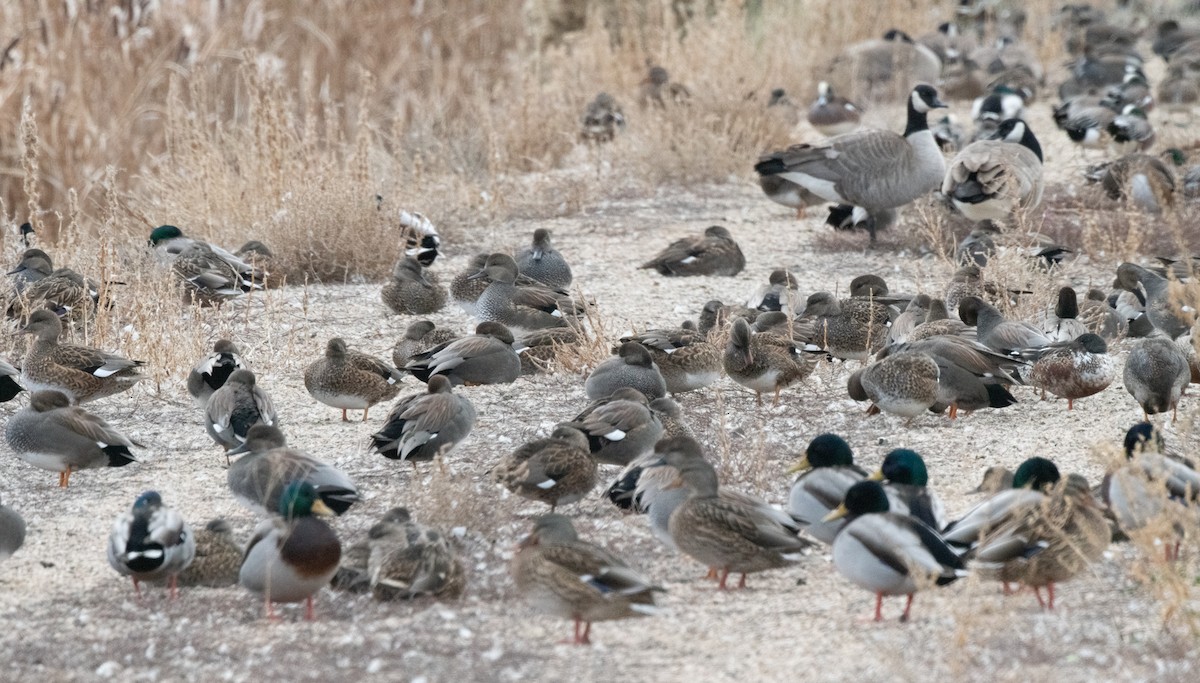 Gadwall - Esther Sumner