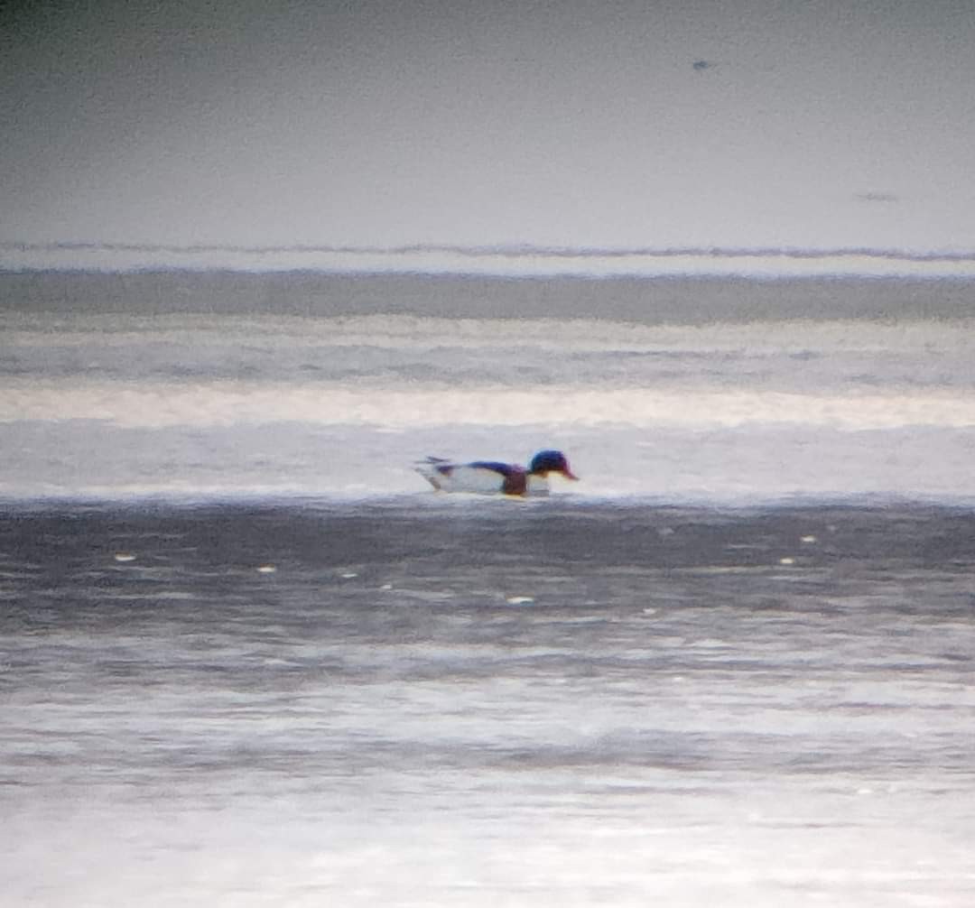 Common Shelduck - ML613114212